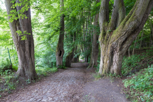 Klokotská alej